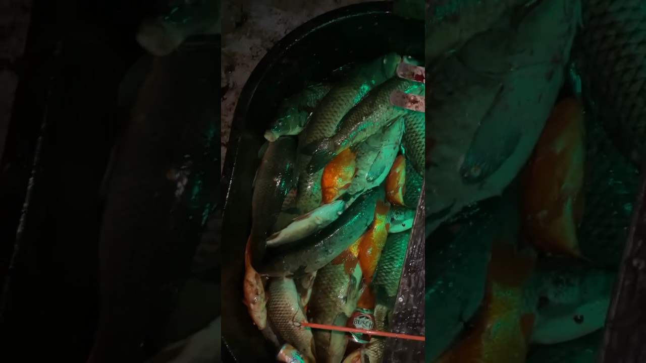 Long nights like this are right around the corner!!! Whos ready??? #muzzy #bowfishing #ohio #oneida