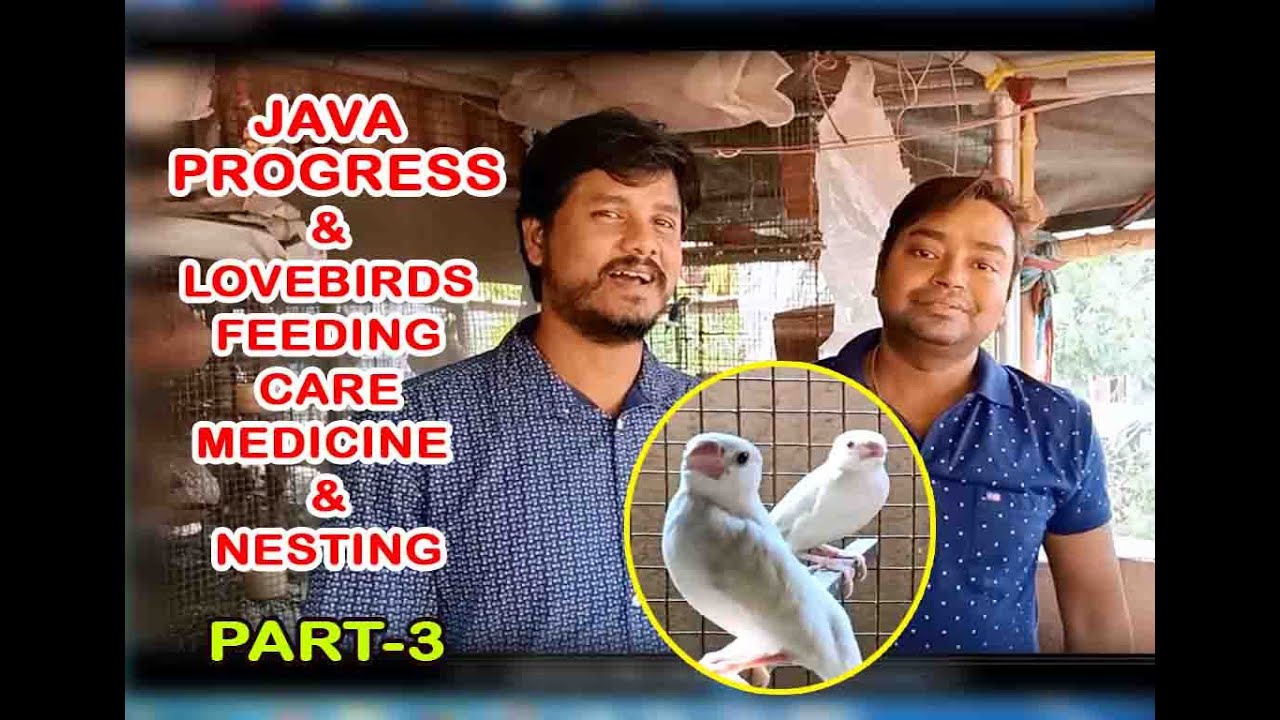 JAVA PROGRESS & LOVEBIRDS INFORMATION WITH MANAS DA (KOLKATA LOVEBIRDS) PART-3