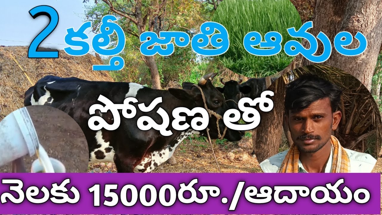 2 ఆవులతో నెలకు 15,000రూ/- ఆదాయం||Small dairy farm with two cows in telugu||THANVI A-Z||