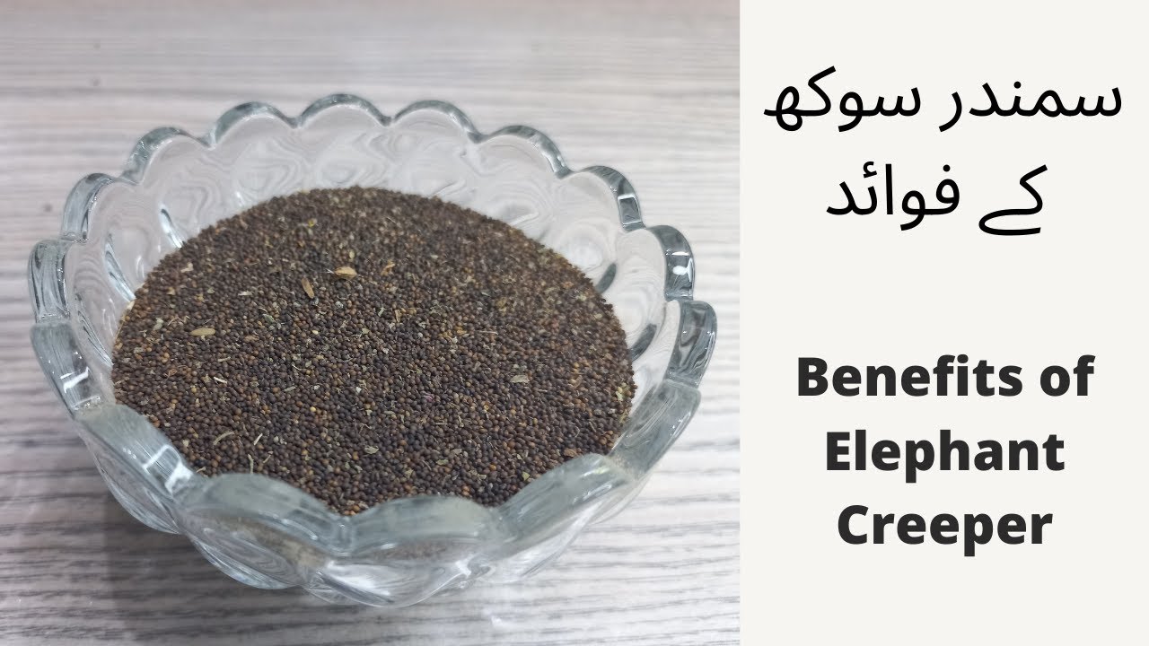 Benefits of Elephant Creeper|سمندر سوکھ کے فوائد 