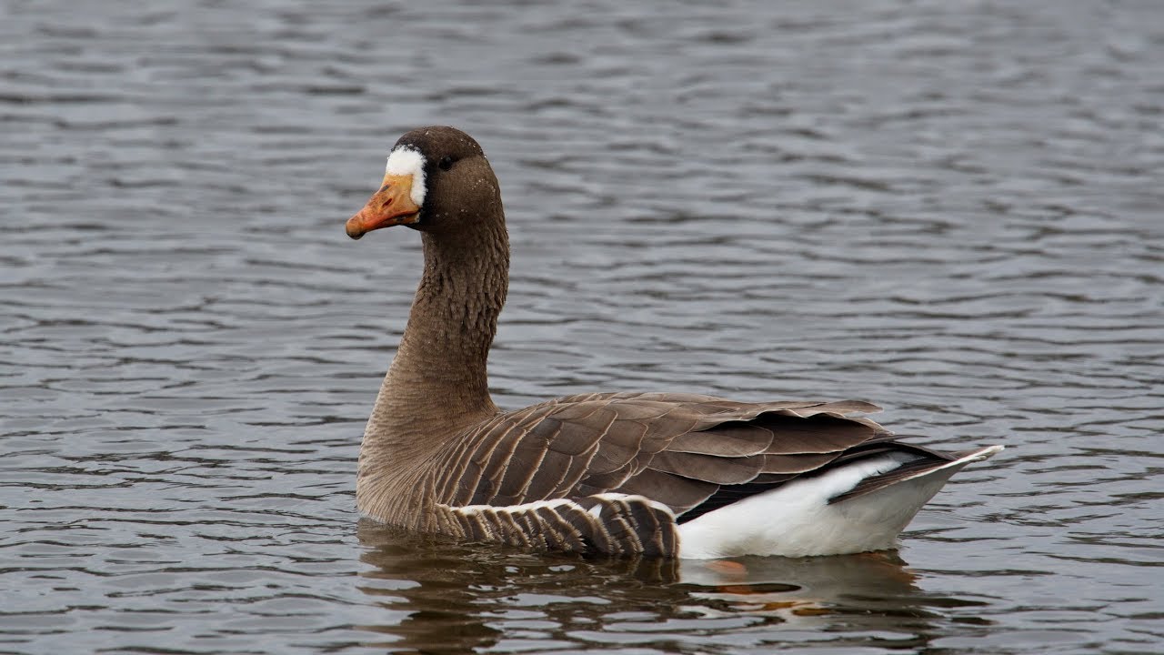 Greater White-fronted Goose
