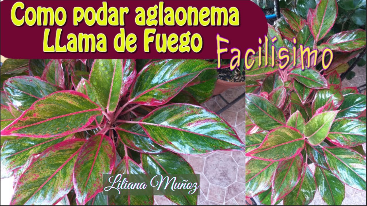 COMO PODAR AGLAONEMA LLAMA DE FUEGO / Liliana Muñoz