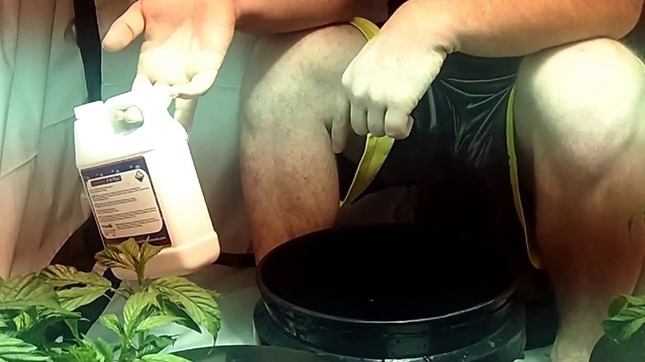 First Marijuana Grow Op. (Ep. 9) Root rot! How to cure it!