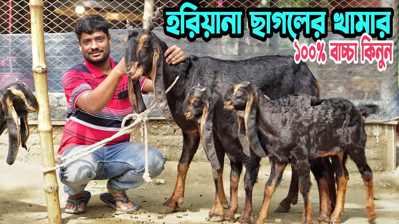 হরিয়ানা ছাগলের খামার। প্রান্তিক খামারীর কাছে থেকে হরিয়ানা বাচ্চা কিনুন। Hariyana Goats Bd