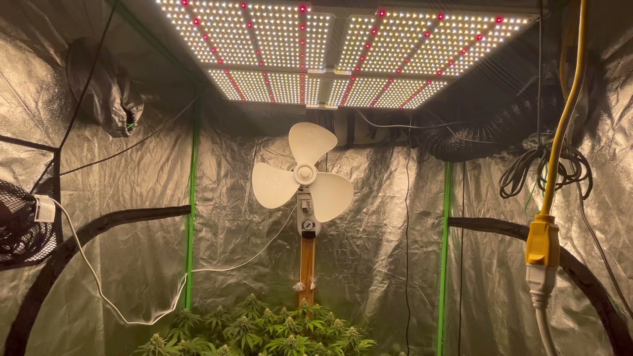 spider farmer 4000,Tiger Stripe Genetics, Day 47 of flower