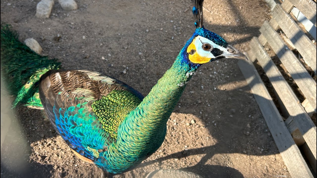 One of our spalding peacocks trying to impress his lady! (10)