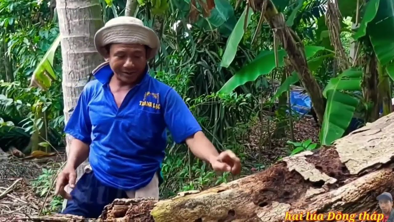 Vua Khỉ Miền Tây Cưa Cây Gòn Do Bão Ngã Sập Lên Nóc Nhà Siêu Khủng Ngã Rung Rinh Cả Cái Nhà