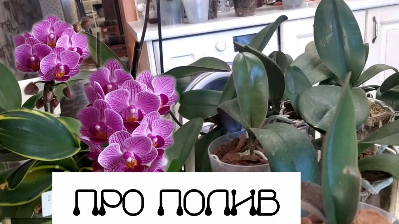 Важно! Первый полив после пересадки в разные горшочки