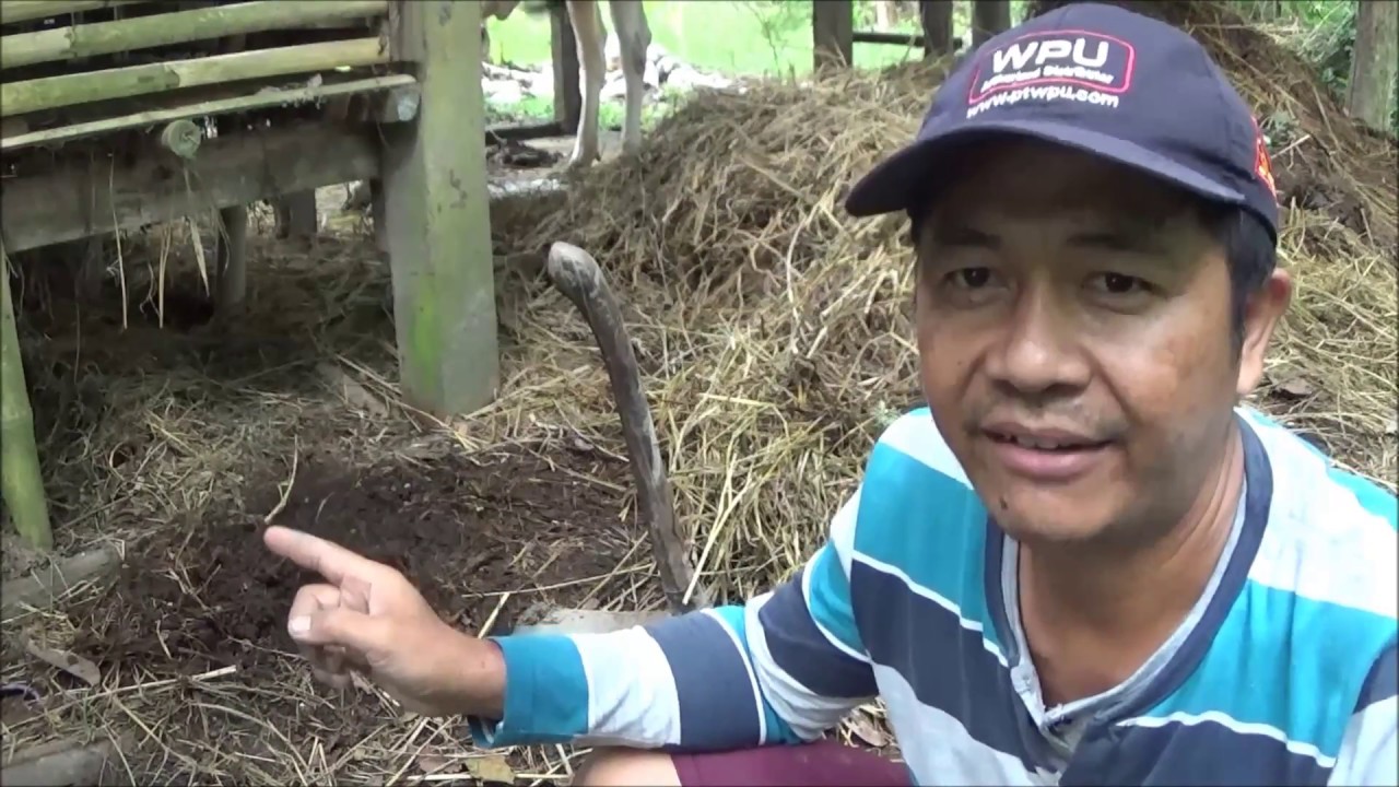Pentingnya Kotoran Sapi dan Kambing untuk Menyuburkan Tanaman