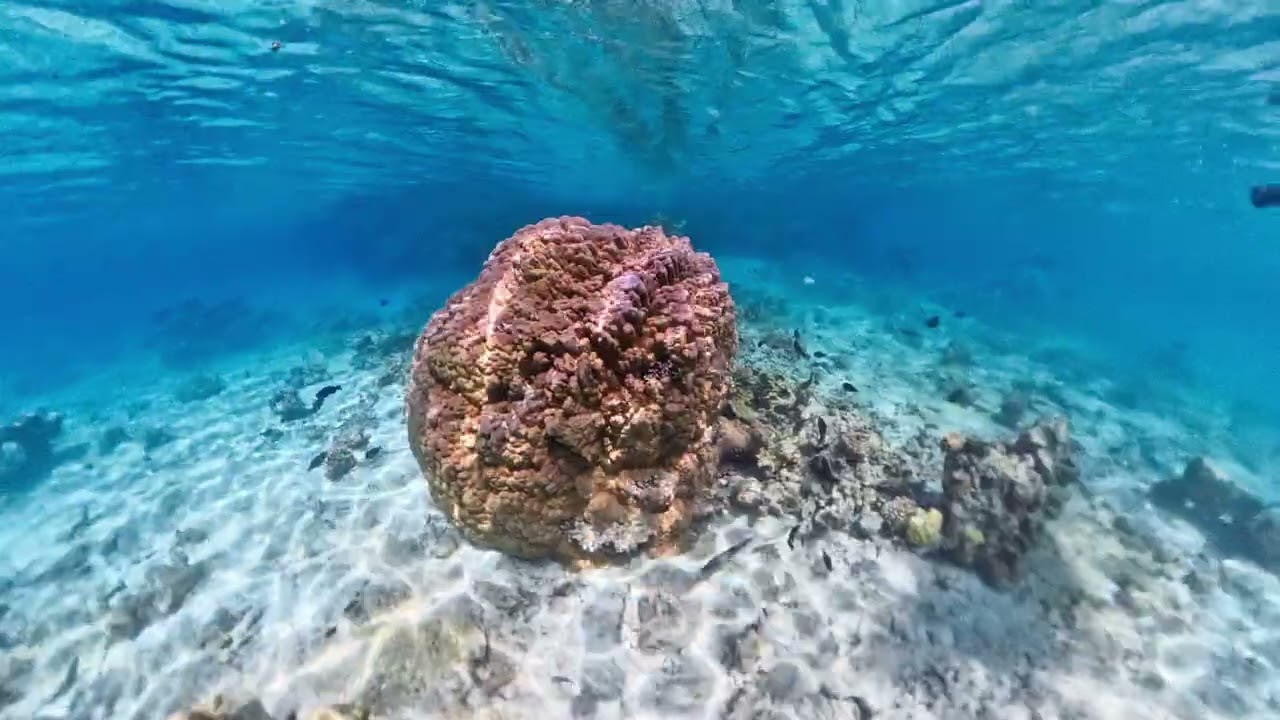 Aitutaki Dreams