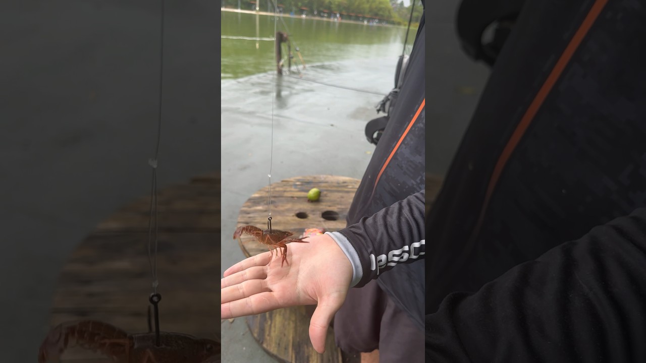 Como iscar a nova isca do momento o lagostim 🦞 #pesca #pescaria #pesquesolte #pescaesportiva