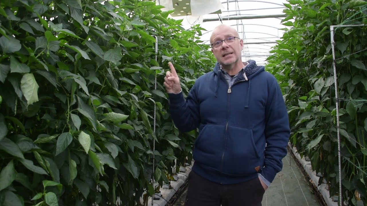 Producción en intensivo de pimiento bajo sistema hidropónico en La Rioja