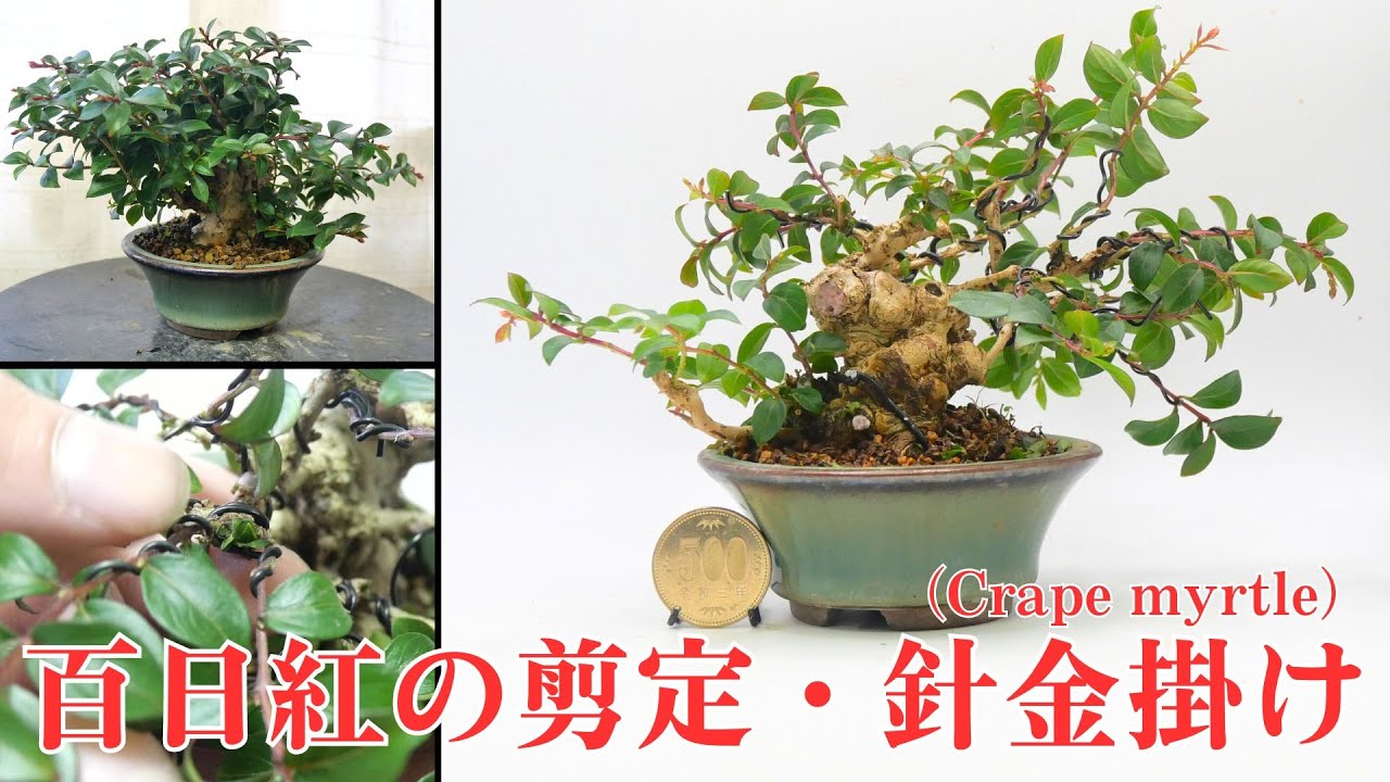 姫百日紅のミニ盆栽　剪定と針金掛け【枝作り】　Crape myrtle　#19