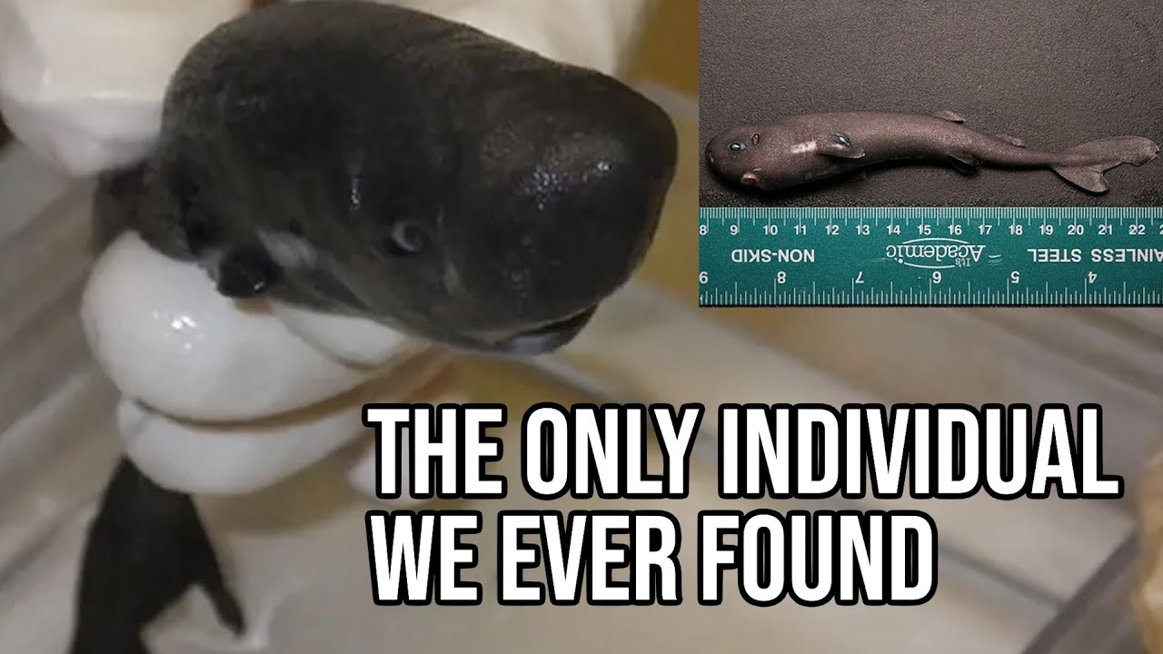 What Exactly Is: Pocket Shark | One of the Rarest Shark
