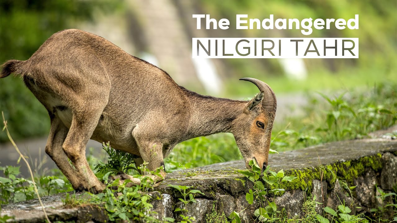 The Nilgiri Tahr: It's Story of Survival and Conservation | Endangered Species | @RoundglassSustain