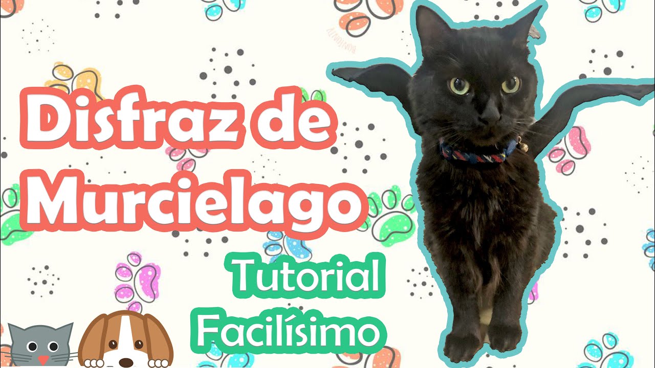 Disfraz de Murciélago para Gato y Perro 😸🐶🦇 DIY Súper Fácil!