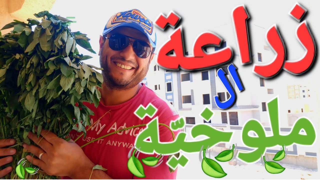 زراعة الملوخية 🍃 ☘️ في المنزل بطريقة سهلة و رائعة