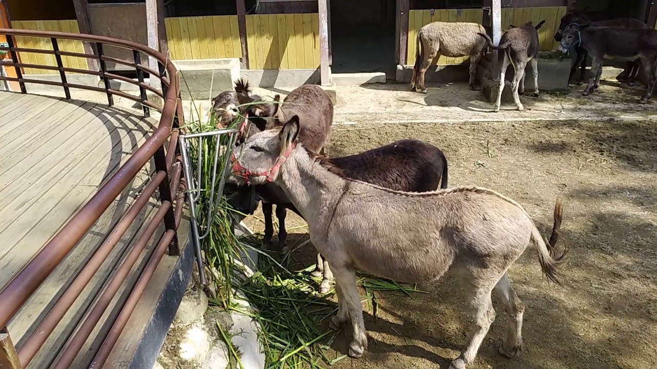 Taiwan Taipei Zoo – Horse  / 台灣台北動物園 馬