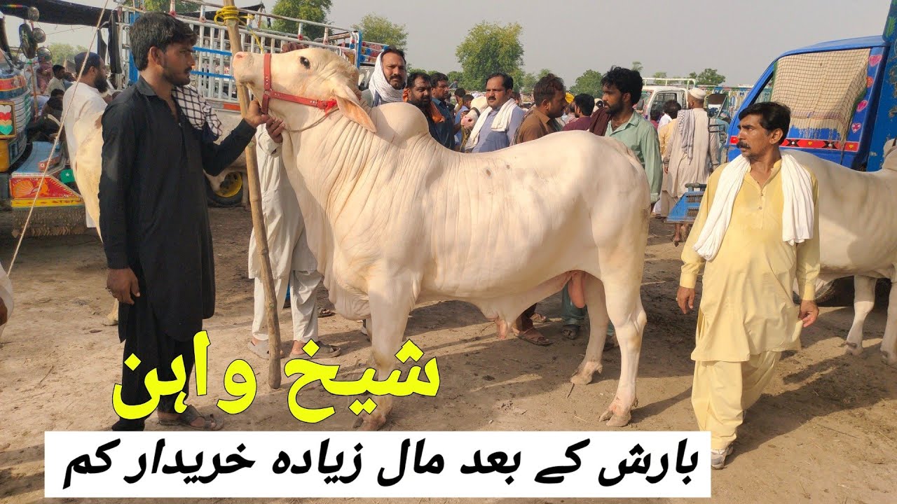 Sheikhwan Mandi Barsat k Bad Mandi ki Surat Hall | 