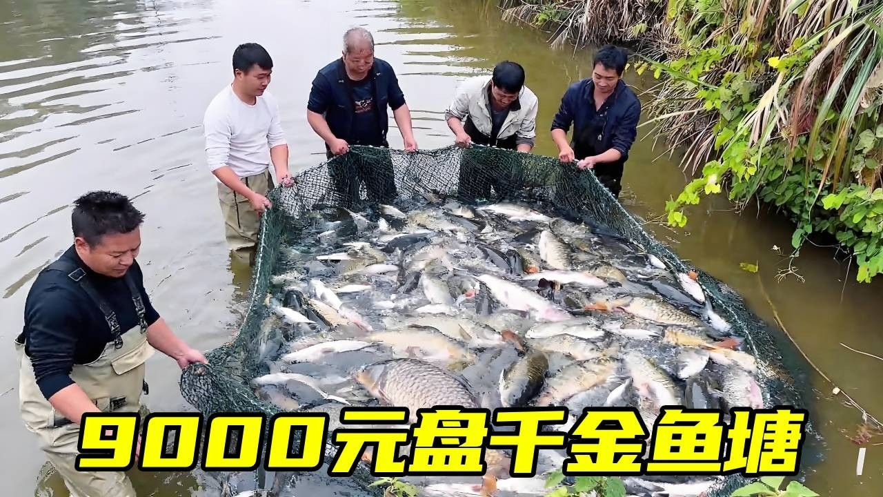 9000块承包的鱼塘，爆捞1000斤鱼和大量的龙虾河虾！这次真要赚翻了！！ #我的乡村生活 #真实户外 #盘鱼塘【石頭秀】