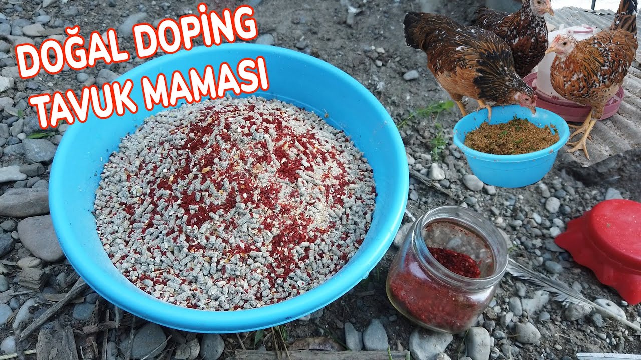 Tavuklara Doping Yaptım !!  Besleyici Yem Tarifi