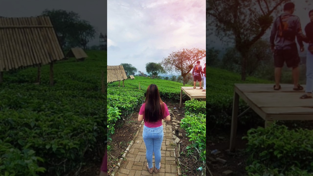 Kebun teh wonosari malang 