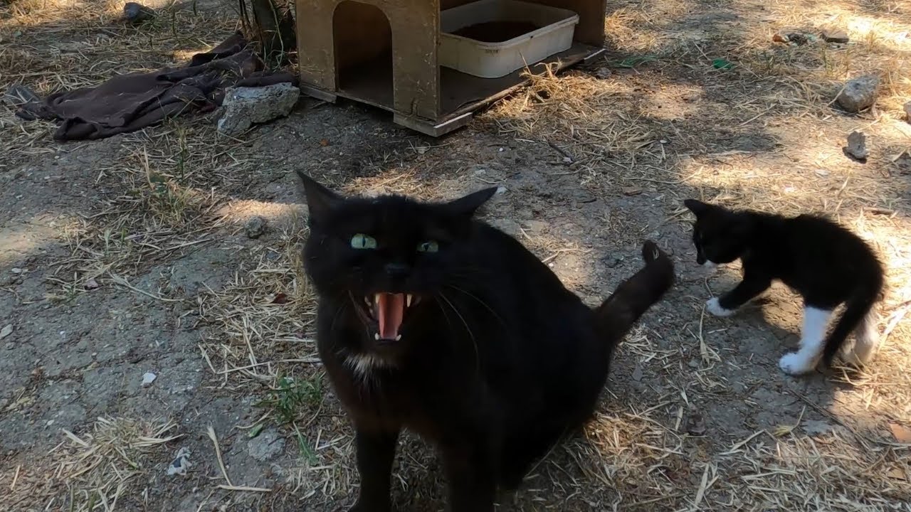 Angry mother cat trying to protect her kittens