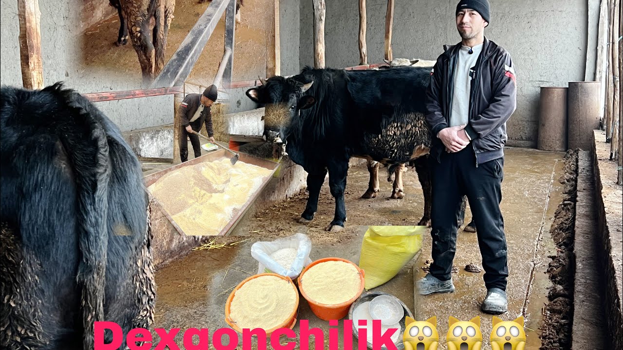 Buqa boqish sirlari Dexqondan buqalar sotiladi.