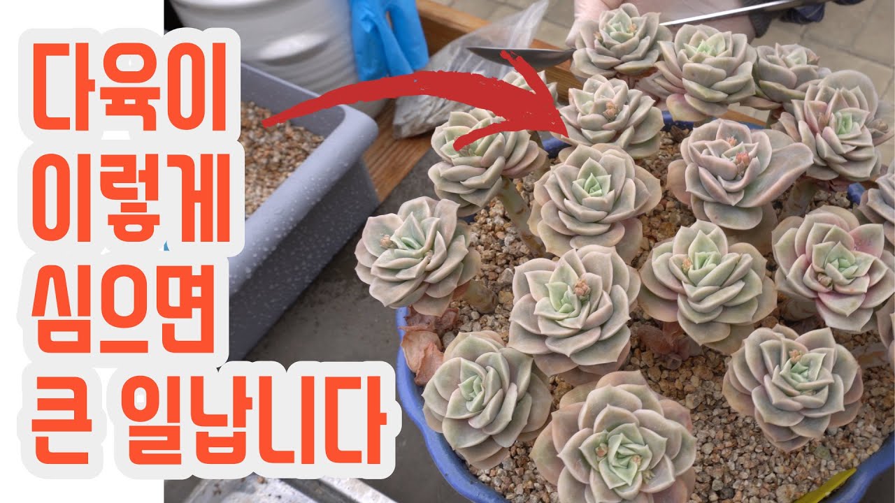 다육이 이렇게 심으면 나중에 큰 일!! 납니다!!(多肉植物)(たにくしょくぶつ)