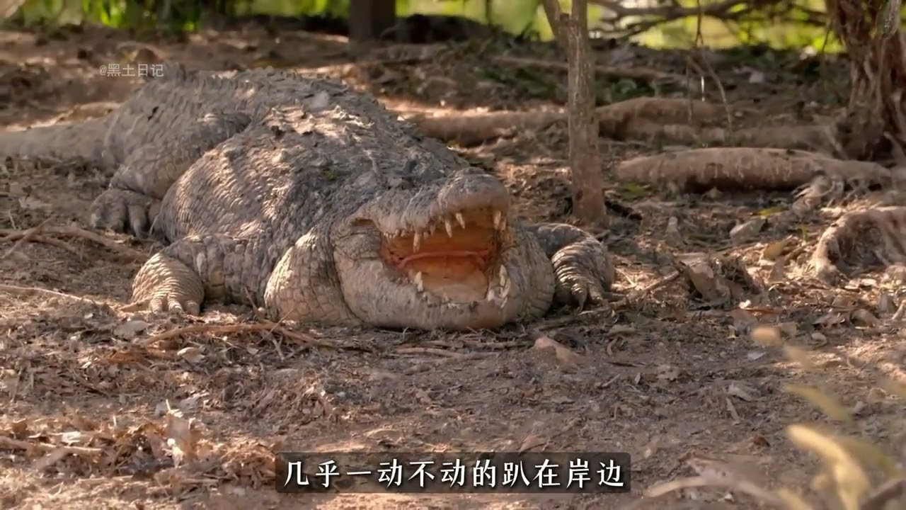 Top 10 World's hungriest animals: Starving for 30 years
