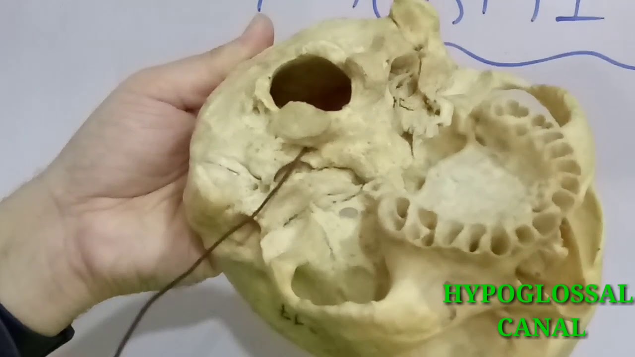 ЧЕРЕП, ЧАСТЬ 1. ОТВЕРСТИЯ И ПРОХОДЯЩИЕ ЧЕРЕЗ НИХ СТРУКТУРЫ. ДОКТОР МИТЕШ ДЭЙВ