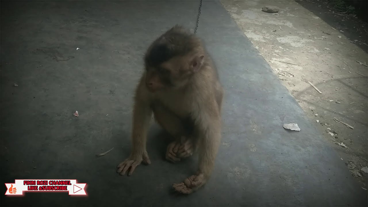 SUPER LUCU DAN NGAKAK MELIHAT MONYET MAIN GULAT