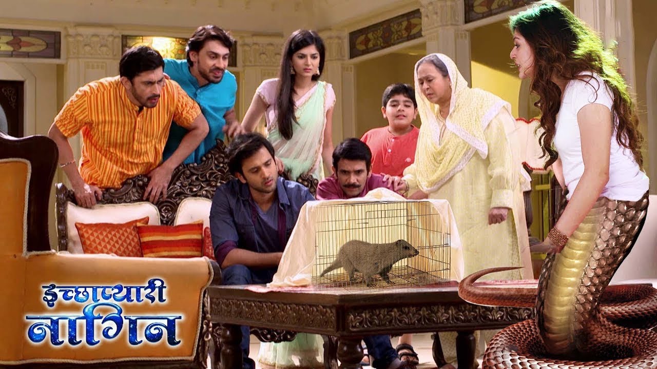 इच्छाधारी नागिन को पकड़ने के लिए घरवाले ले आये नेवला | Ichhapyaari Naagin