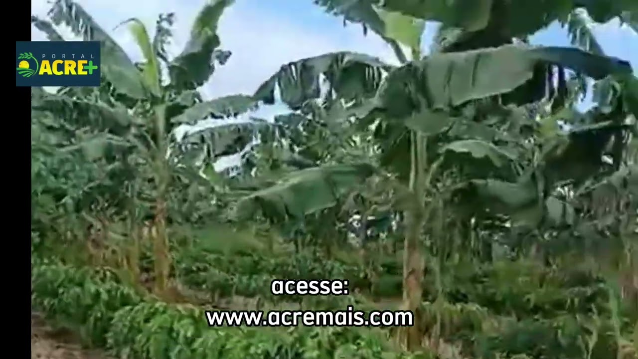 Produtor de Xapuri gaba plantio de café consorciado com banana e mamão