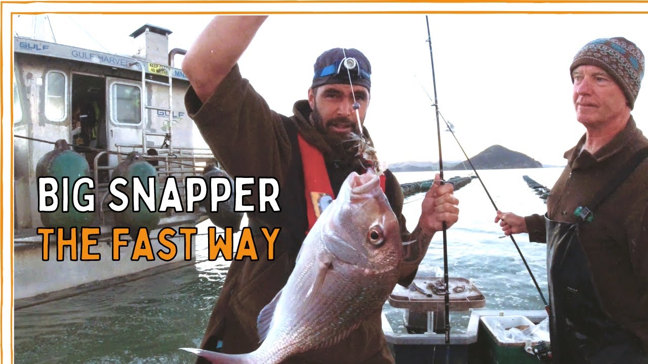 Coromandel Snapper Farm | Fishing with Ron by the Barges