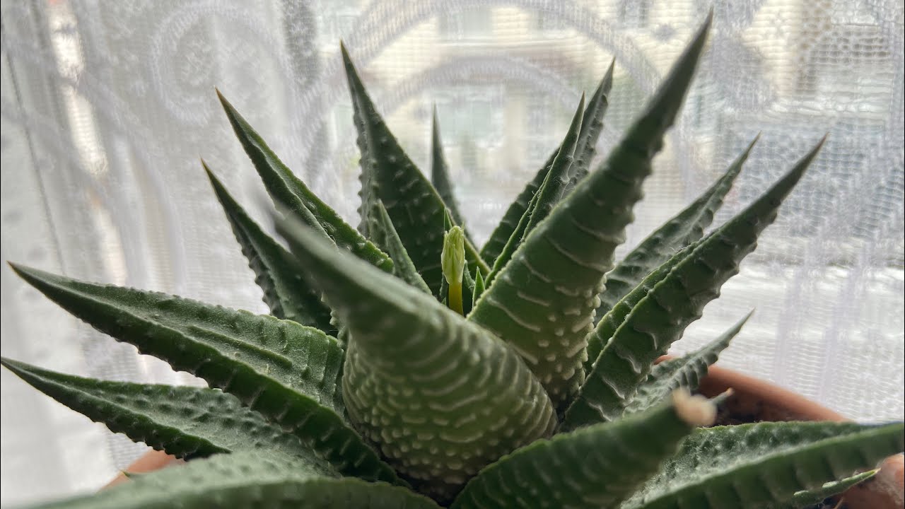 #HaworthiaLimifolia my howarthia limifolia first flower
