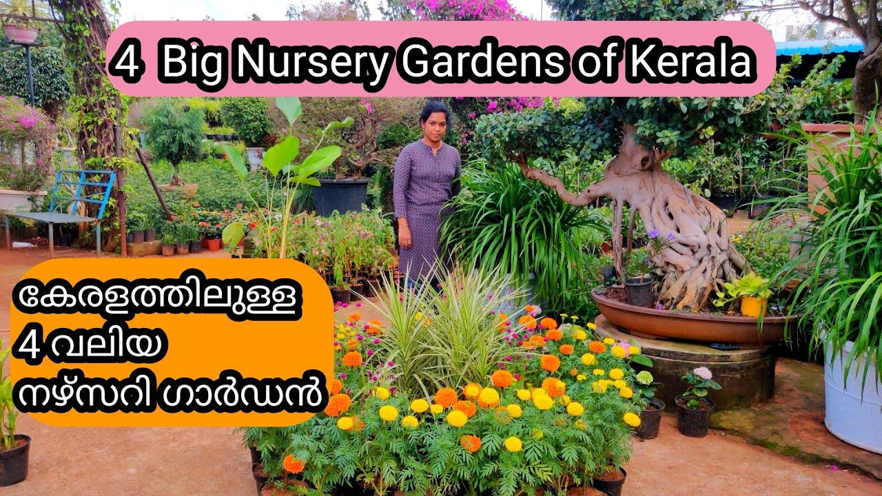 4 Best and Biggest Nursery Gardens in Kerala to buy Roses | Orchids | Landscaping Plant & Pots