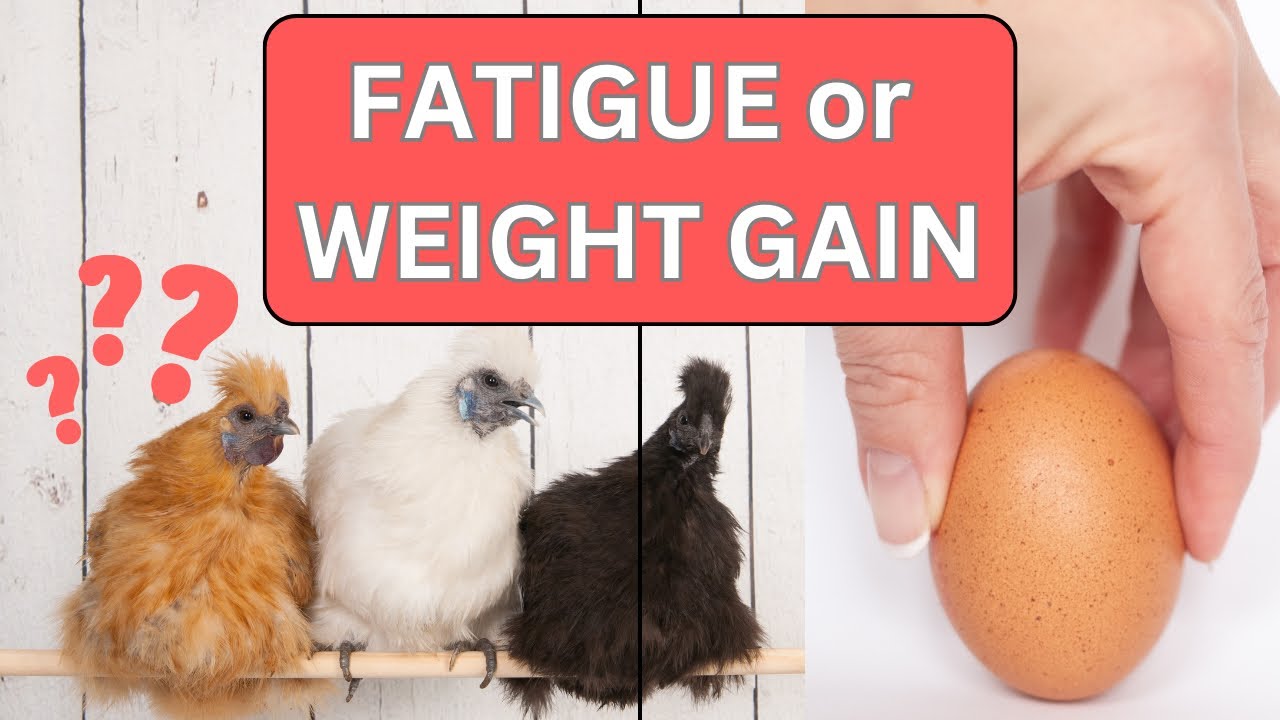 Fatigue or Weight Gain Over 40: Which Comes First?