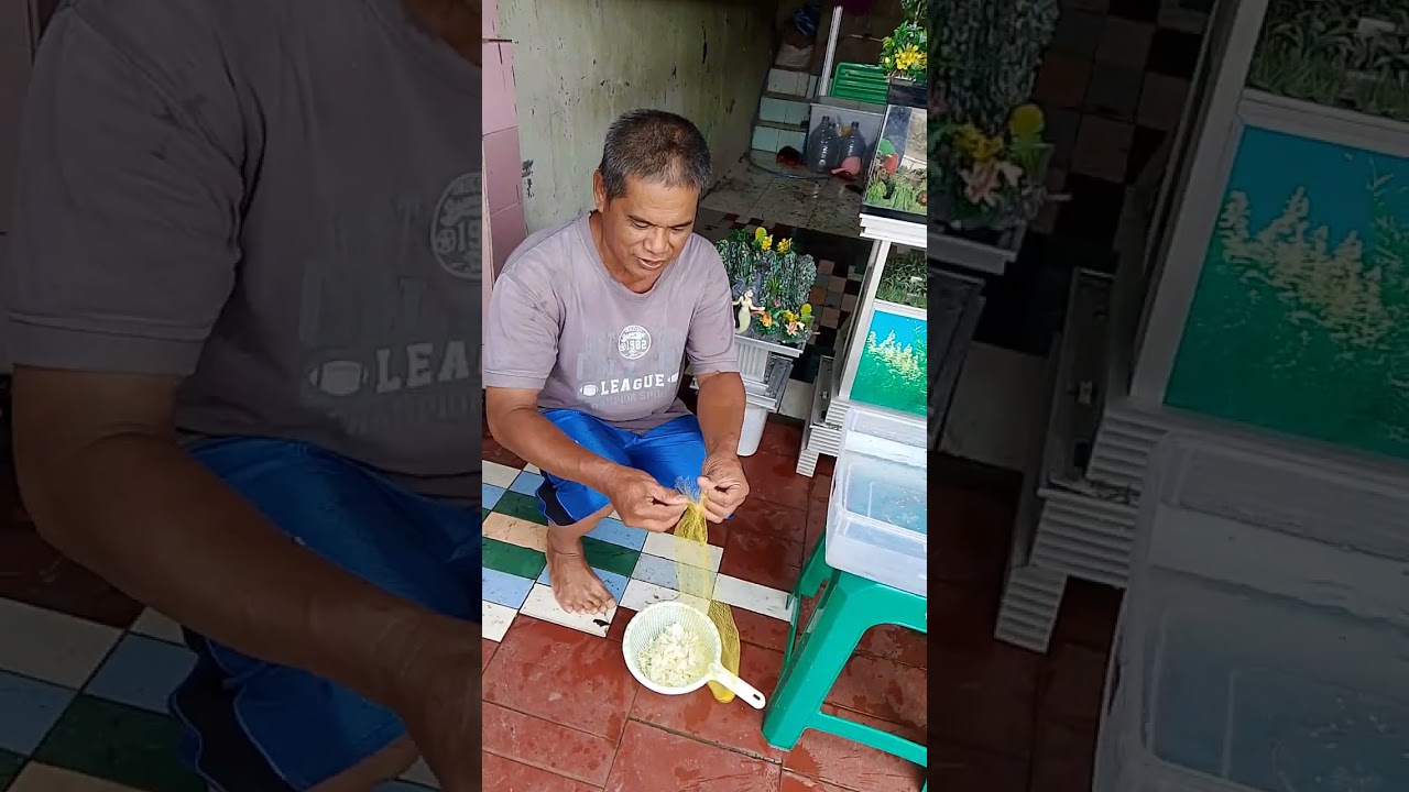 Cara bikin artemia untuk makanan burayak ikan cupang dan lainnya