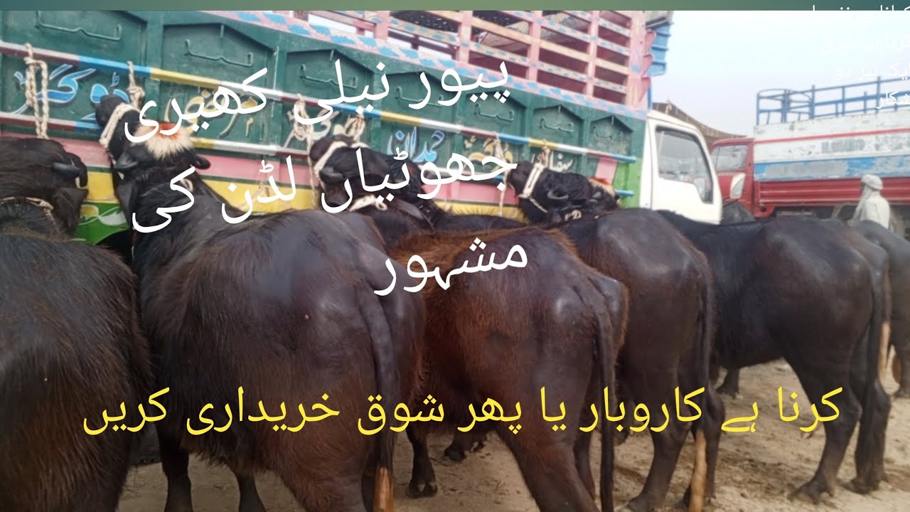 لڈن منڈی کی مشہور ترین جھوٹیاں مکمل ویڈیو دیکھیں اور شوق پورا کرلیں ابھی خریداری کیونکہ مناسب پرائس