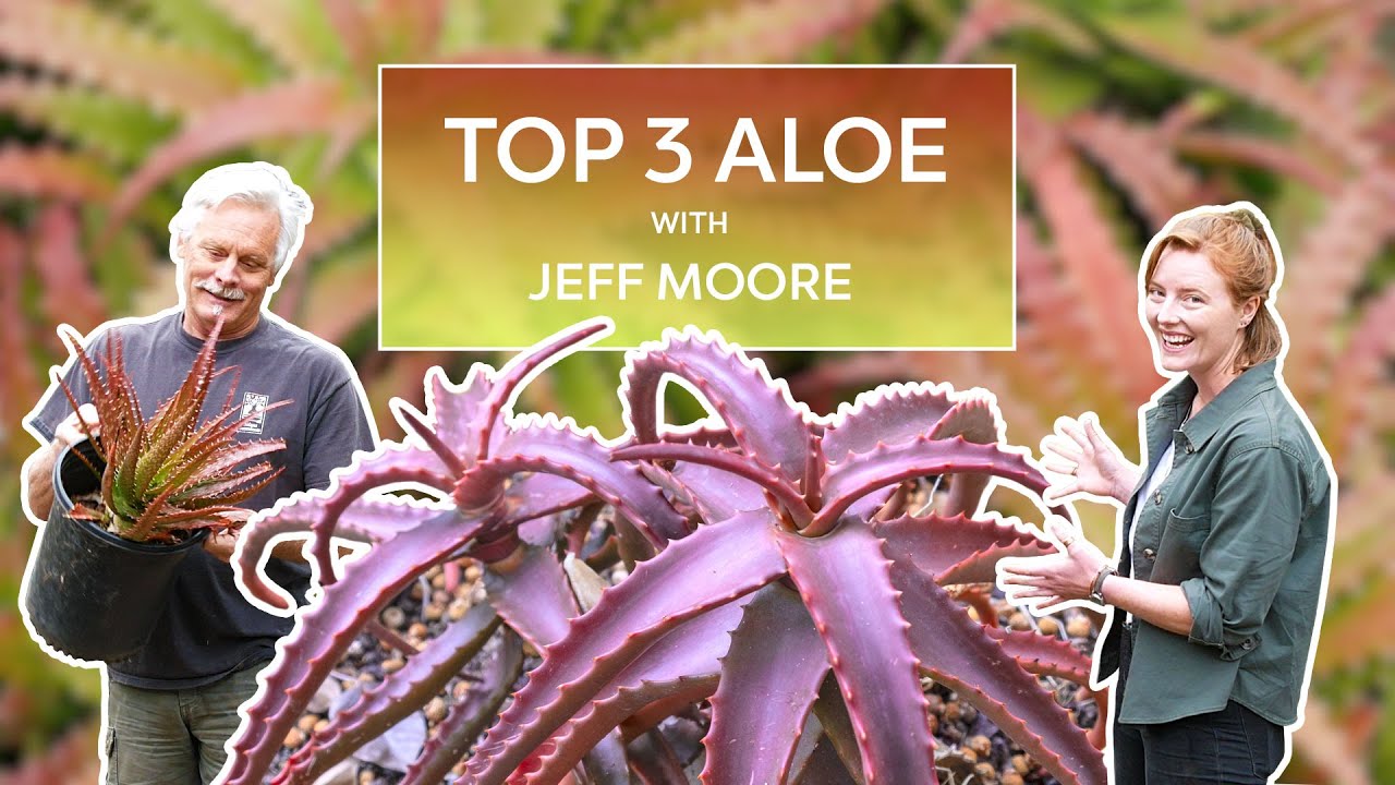 Favorite Aloes - Solana Succulents Nursery Tour