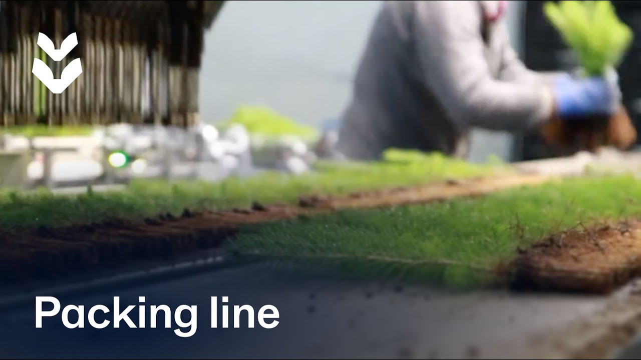 TTA-ISO Packing and Selection line for trees - Douglas