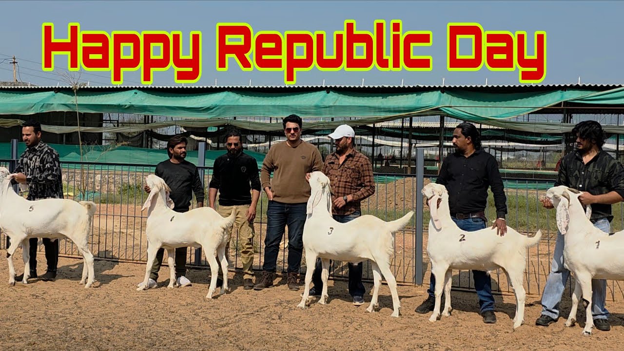 ₹530 Kg Main Republic Special Series From FG Goat Farm Modasa Gujarat. 