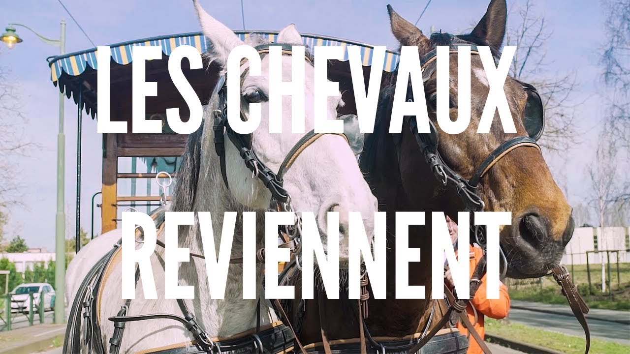 Le retour des chevaux à la STIB