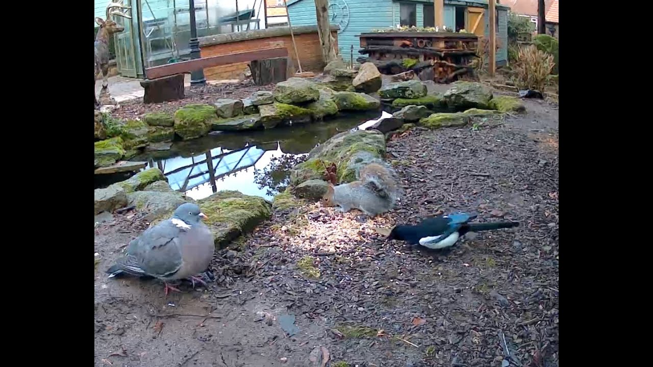 Feeding various birds, squirrels and mice in the garden, and  at the bird feeder