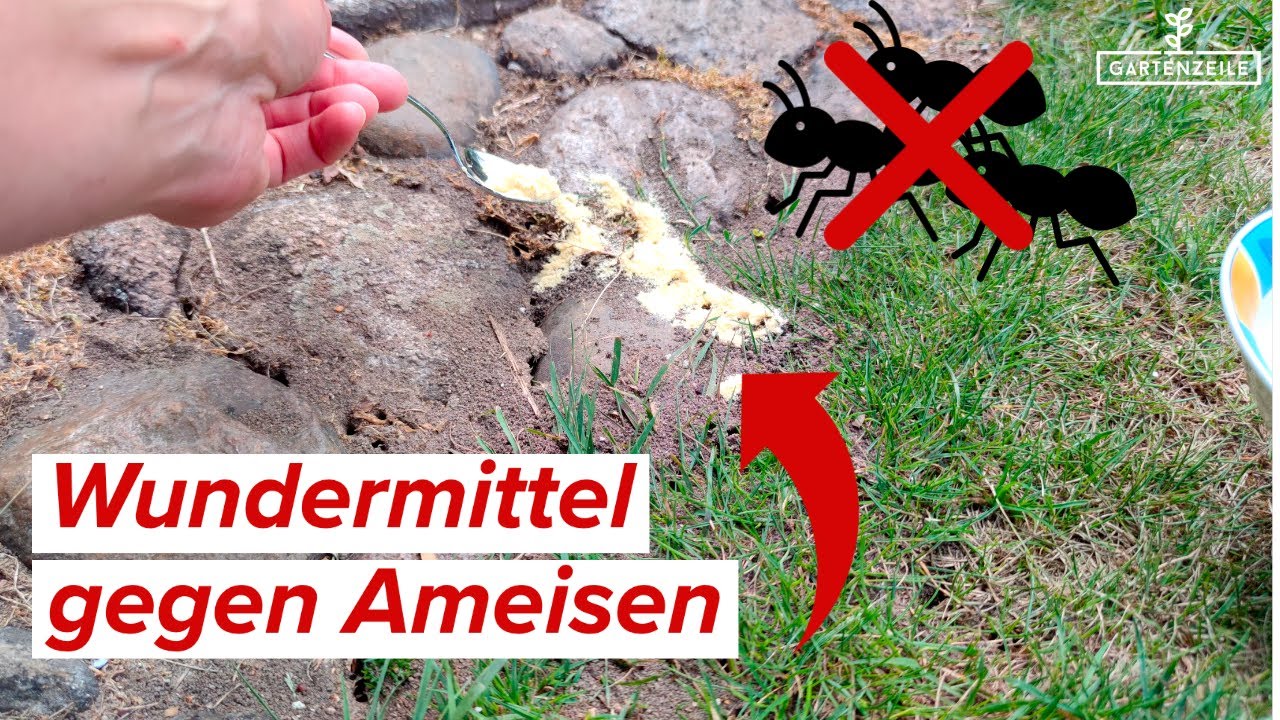 Wundermittel gegen Ameisen! OHNE Chemie! 🐜🐜🐜 verschwinden f&uuml;r immer von Pflanzen, Rasen und Beet!