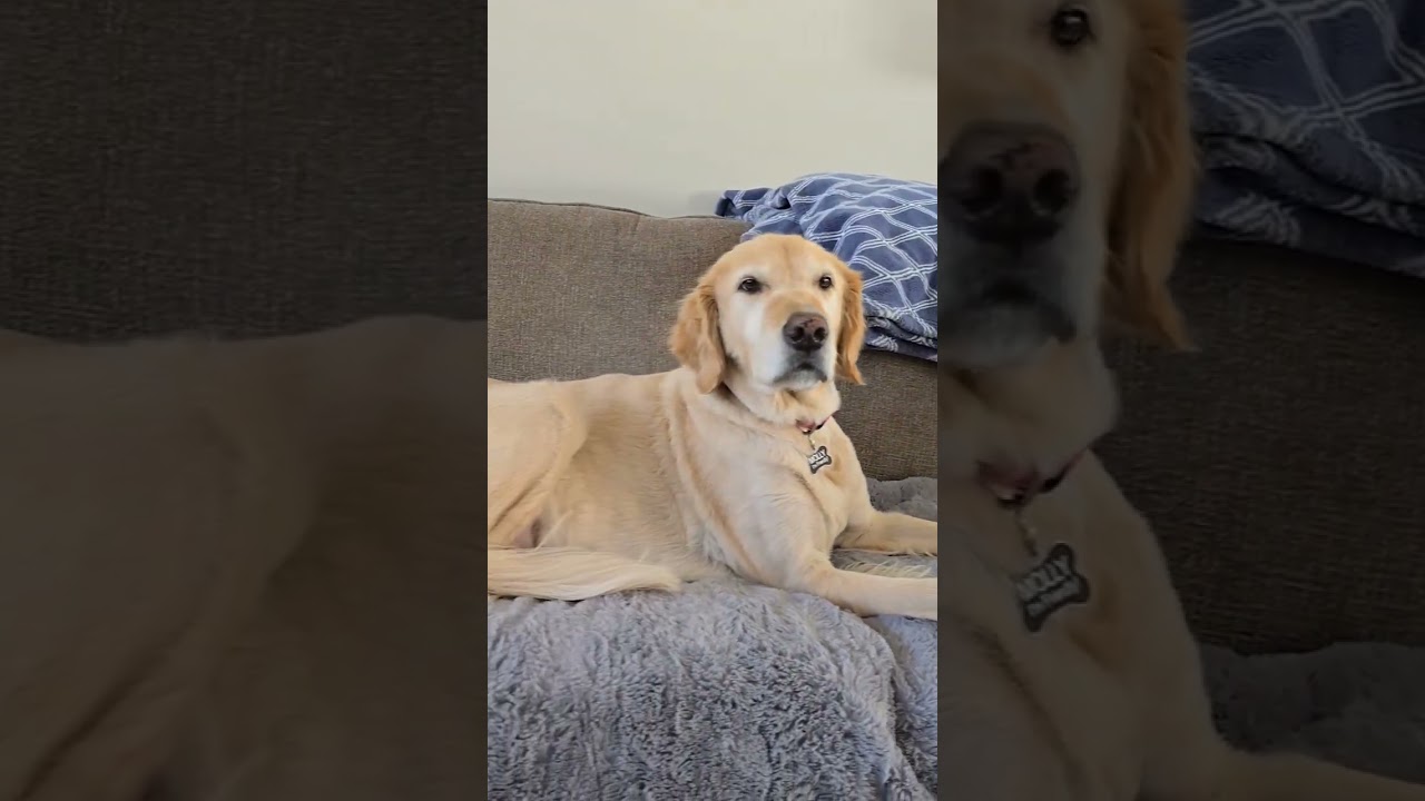 Molly and Chloe #animals #love #motivation #youtube #dog #doglover