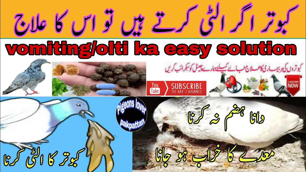 Kabuter Ki Ulti Ka Ilaj!!کبوتر کی الٹی کا علاج