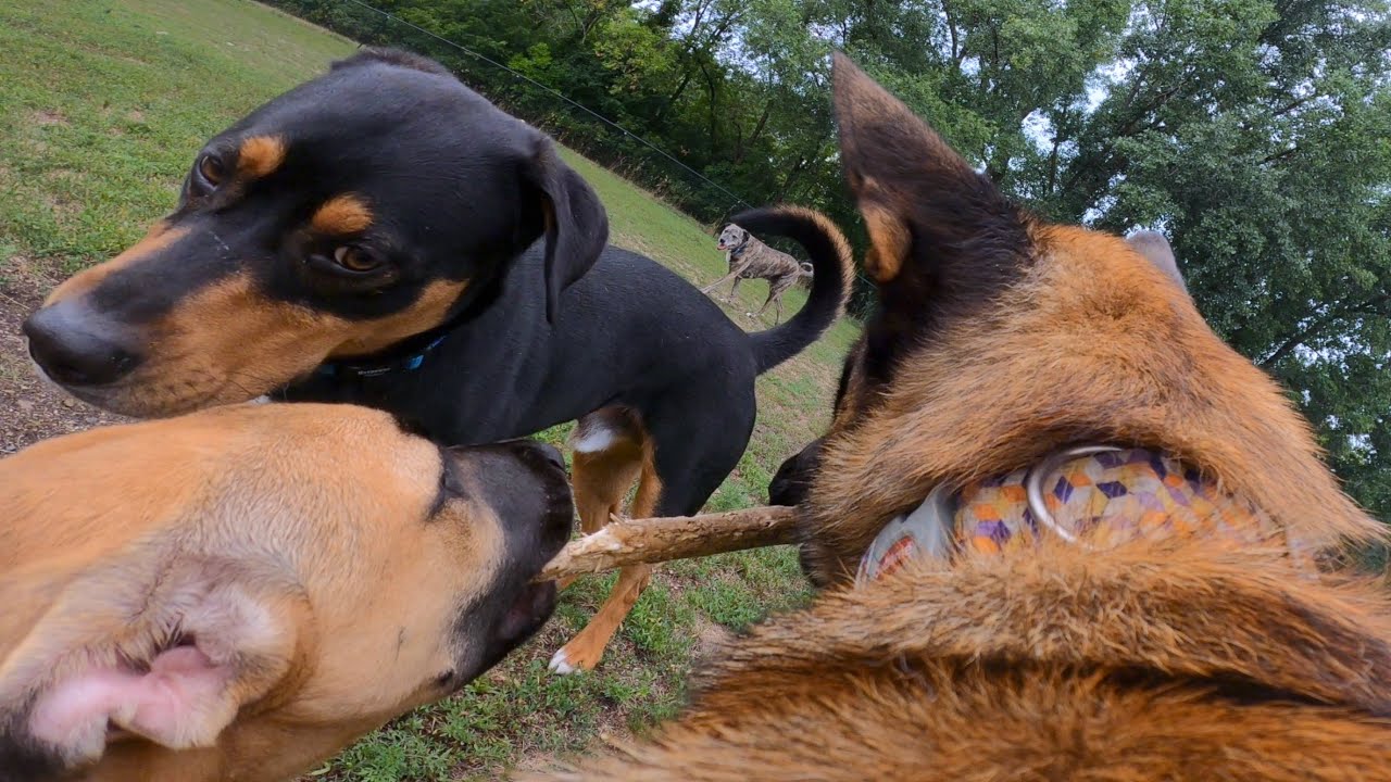 Belgian Malinois Stands Up To Dominant Dogs At The Dog Park!