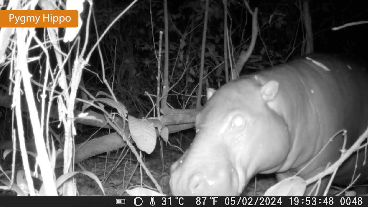 Camera trap footage from Krahn-Bassa National Park, Liberia
